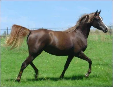 Quel beau pur-sang ! Quelle est sa robe ?