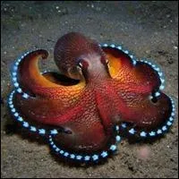 Comme ourle de pompons bleus, c'est la pieuvre, qui peut avoir plusieurs autres couleurs, mais qui a toujours un lment de son corps qui est bleu. Lequel ?