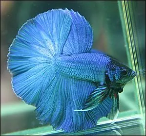 Ce superbe poisson est un betta splendens, qui existe dans une varit de couleurs magnifiques, dont de superbes bleus. Il provient de Thalande. Son nom plus courant est... ?