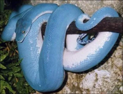 Mme chez les serpents, le bleu s'il est rare, est trs beau. Se mouvant par reptation, mme s'il est capable de sauter, le serpent volue  environ 6km/h, sauf l'un d'entre eux, qui est capable du double de cette vitesse. Quel est-il ?
