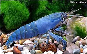 Voici le bleu de la crevette du Gabon, qui a fait son apparition dans les aquariums. En dpit de sa joliesse, elle porte un autre nom moins esthtique. Quel est-il ?