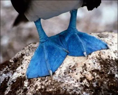 Quand on a les pieds bleus, c'est qu'on est amoureux, chantait Carlos. Sur la photo, ce sont les pieds du fou de Bassan. O vit cet oiseau marin, le fou de Bassan ?