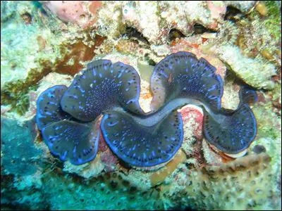 Ce magnifique coquillage doubl de bleu sur l'illustration est un bnitier. Il est comestible, et participe notamment  la cuisine polynsienne. D'o lui vient son nom ?