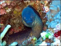 Voici le bleu de la murne, qui est parfois bleue tachete. Est-ce un poisson agressif ou pacifique ?