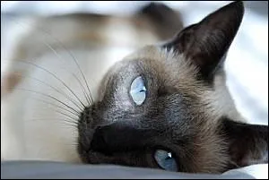 Voici le bleu infini des yeux du siamois, trs joli chat originaire de Thalande. A quelle poque les premiers chats siamois ont-ils quitt le Siam pour l'Europe ?