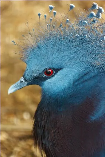 Voici un autre oiseau bleu magnifique, couronne d'une huppe. Existe-t-il des oiseaux aux yeux bleus ?