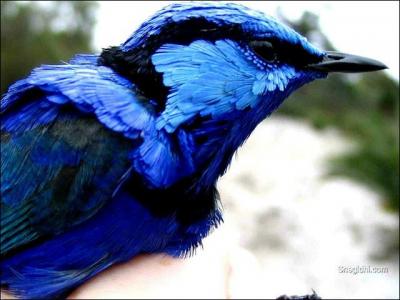 Parmi la faune, les plumages des oiseaux sont extraordinaires. Voici un oiseau magnifique qui marie les bleus avec grce. Les plumes de cet oiseau bleu... ?