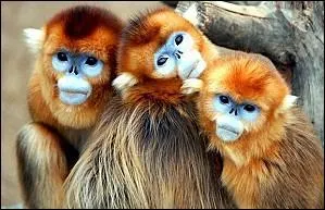 Voici la belle face bleue du rhinopithque de Roxellane, un singe absolument magnifique comme on le voit. O le trouve-t-on ?