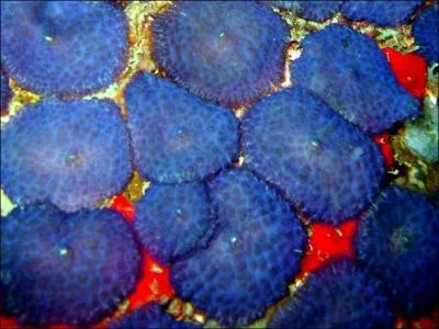 Voici encore un superbe bleu pour un animal marin, qui est... ?