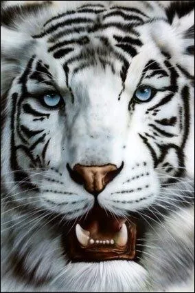 Ce beau tigre blanc au splendide pelage, nous offre aussi un regard des plus bleus et des plus beaux. Est-il une espce  part entire, ou est-ce un albinos ?