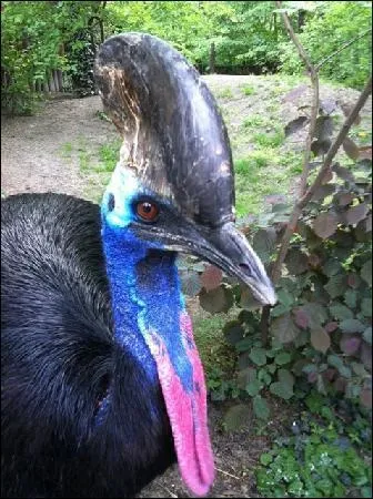 Quand on voit certains oiseaux, on doute moins d'une origine commune avec les dinosaures. Celui-ci a un facis impressionnant, d'autant qu'il mesure 1, 70m pour 70kg, mais aussi une trs belle couleur bleue sur le cou. Il s'agit d'un... ?