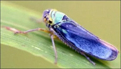 On la penserait presque bijou celle-ci, une broche d'mail bleut, tant son bleu est puissant. C'est la cicadelle, qui est un insecte dit suceur. Elle se nourrit de... ?