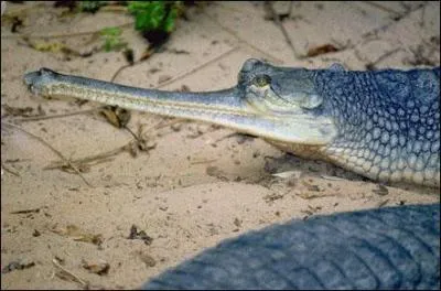 Cet trange animal bleu au long nez, saurien qui peut atteindre plus de 6 mtres de longueur, vit sur les bords du Gange. C'est un... ?