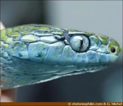 Auriez-vous imagin l'oeil bleu d'un serpent ? c'est ici un Boiga cyanea ou serpent oeil de chat , qui a le ventre bleu . Les serpents sont  zoophages , ce qui signifie... ?