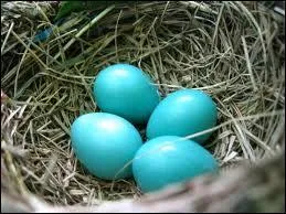Mmes les oeufs de certains oiseaux sont du plus beau bleu, comme ici, les oeufs du... ?
