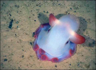 Cet animal marin d'un joli bleu clair, agrment de rose (garon-fille, qui sait ? ) se nomme Dumbo, comme l'lphanteau cr par Walt Disney. Il s'agit... ?