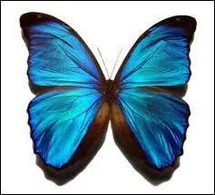 C'est l'un des papillons bleus les plus chatoyants, dont les reflets sont  mtalliques  et brillent au point qu'on peut les apercevoir d'un avion. Ils survolent en masse quel lieu du monde, ces superbes morphos bleus ?
