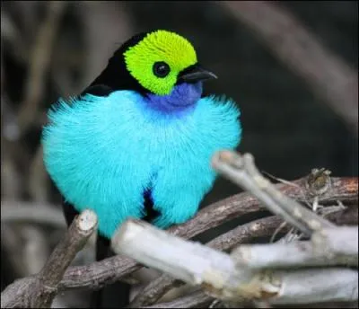 Encore un oiseau d'un bleu poustouflant, le tangara paradis. Quel est ce bleu qu'on pourrait croire des mers du sud ?