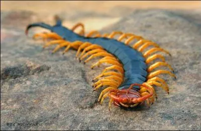 Cet tonnant scolopendre comme un trait bleu pos sur le sol, est frang de pattes oranges qui font encore plus ressortir sa couleur. Il est dit scolopendre... ?