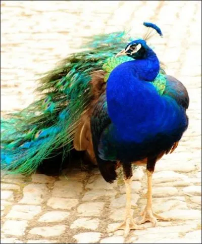 Quel plus beau reprsentant des bleus somptueux que ce superbe oiseau qu'est le paon, originaire des Indes. La lgende dit... ?