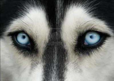 Peut-on imaginer plus bleu que le regard superbe du husky, le chien des glaces bleutes. C'est le chien du peuple tchouktche, en Sibrie. A-t-il toujours le regard bleu ?