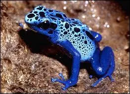 Comme une porcelaine peinte  la main, voici le bleu de la grenouille. Il s'agit d'une varit de dendrobate, une belle grenouille mais  la peau vnimeuse. O vit-elle ?