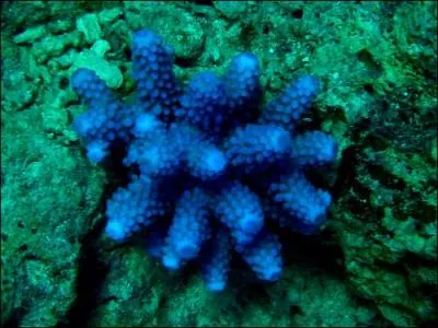 Si les bijoux de corail sont d'un joli rouge, provenant du corail rouge ou du corail japonais, voici le bleu de l'animal corail. Selon la mythologie, comment est n le corail ?
