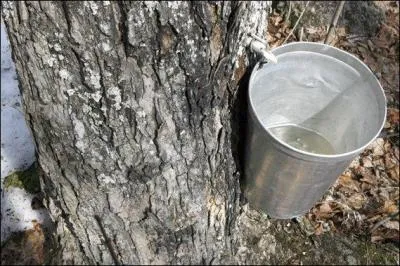 Mais que rcolte-t-on au juste ?