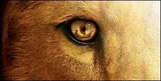 Dans la ou lesquelles de ces adaptations cinmatographiques le personnage de Digory Kirke, alias le neveu du magicien, apparat-il ?