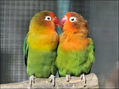 Quels oiseaux d' Afrique sont appels  insparables  parce qu' ils vivent en couple ?