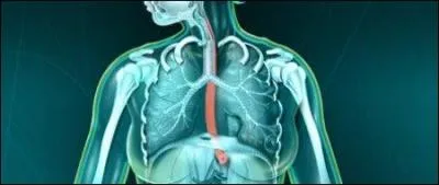 Quelle partie du tube digestif va du pharynx jusqu' l' estomac ?