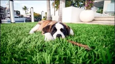 Comment se nomme le chien des  Anges  ?