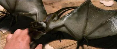 Comment Harry, Ron et Hermione se dbarrassent-ils de Norbert ?