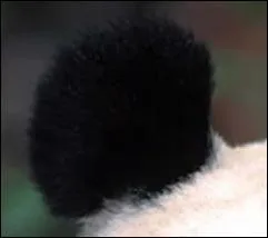  Un ours noir et blanc chinois Qui dvore des bouts d'bambou D'un air coquin et filou C'est un vieux Papi ------ Qui s'en va cahin caha Il ressemble  un joujou Avec son regard si doux .