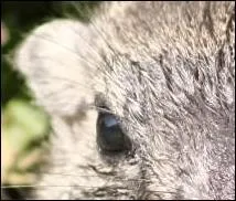 Pendant l't On voit passer Des promeneurs Des randonneurs C'est le danger Il faut siffler Et se cacher Sans son terrier .