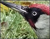 Agripp sur un tronc,  dix mtres de haut Je fais mon fanfaron et mes abdominaux Tel un marteau-piqueur mont sur des ressorts Je cogne de bon cur plus vite ! Encore, encore !  