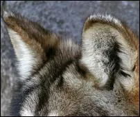  Vas-tu te taire Tu troubles l'eau, j'en suis vex Je sais de plus une autre affaire De moi tu mdis l'an pass .