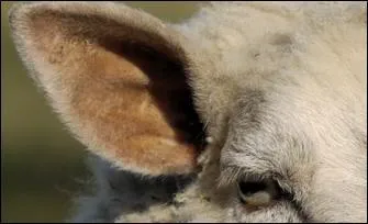  Ils arpentent nos campagnes Et les pentes des montagnes Emmens par le blier Aux deux cornes en tourniquet .