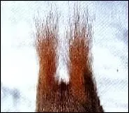  Je le vois ton il, quand tu viens chez nous Je le vois ton il , quand tu viens chez nous Je vois ton panache et tes yeux fripons Tu fais cache-cache autour du vieux tronc .