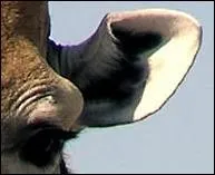  Les yeux en hauteur du sommet Des baobabs des forts Elles peuvent se nourrir de fruits Qu'atteignent pas les plus petites .