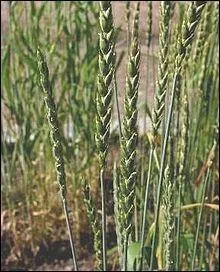 Cette céréale très ancienne, appelée "blé des Gaulois", revient à la mode. Comment s'appelle-t-elle ?