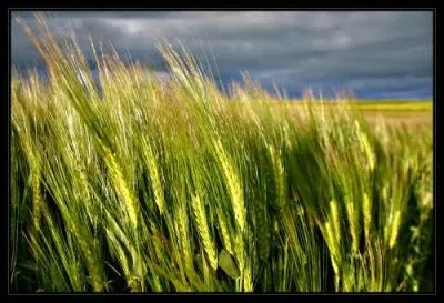 Quelle est cette céréale, qui sert notamment à la fabrication de la bière ?