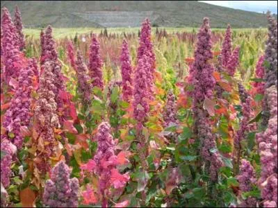 Quel nom porte cette plante d'Amérique du Sud, qui n'est pas une céréale, mais que les Incas appelaient cependant "mère de tous les grains" ?