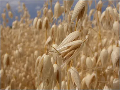 Quel nom porte cette céréale, dont les chevaux sont friands ?