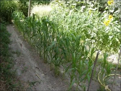 Quelle est cette céréale, connue par les romains et cultivée dans les pays chauds ?