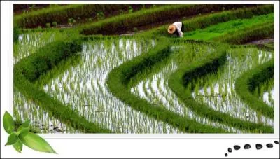 Cette céréale nourrit un nombre considérable de personnes à la surface du globe. Elle est cultivée en Asie, bien sûr, mais pas que, puisqu'on en trouve en ... Camargue. Comment s'appelle-t-elle ?