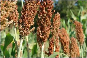 Quelle est cette céréale, cultivée en majeure partie en Afrique et qui, mine de rien, est la cinquième mondiale pour l'intensité de sa culture ?