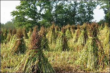 Quel nom porte cette fausse céréale, qui n'est même pas une graminée, et est pourtant appelée couramment "blé noir" ? On confectionne en Bretagne d'excellentes galettes avec, et des crêpes salées.