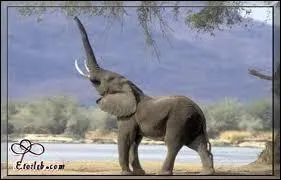 (Fait comme cet animal) : Bar ...