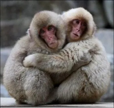 Petite devinette : Qu'est-ce qui faisait  Tchiki Boum , dans les annes 80 ?